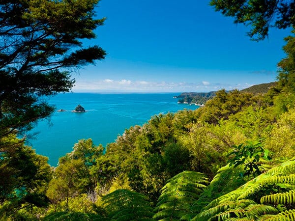 Subtropical forest of Abel Tasman NP, New Zealand